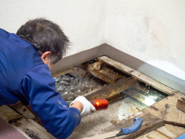 Best Toxic Mold Removal  in Locust, NC