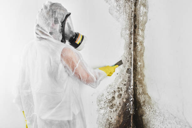 Best Residential Mold Removal  in Locust, NC