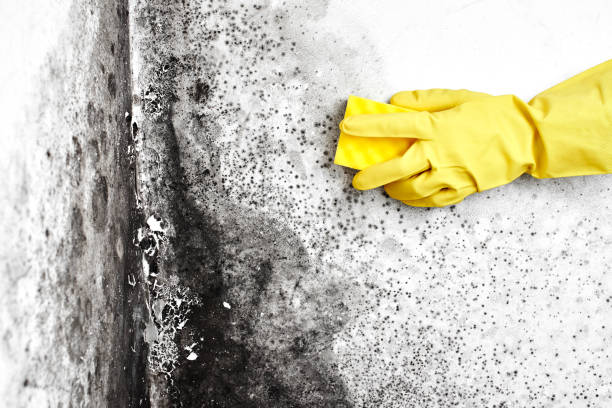 Crawl Space Mold Removal in Locust, NC