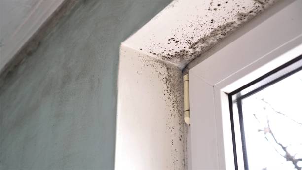 Best Mold Inspection  in Locust, NC