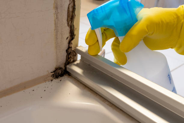 Best Attic Mold Removal  in Locust, NC