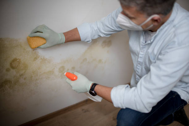 Locust, NC Mold Removal Company