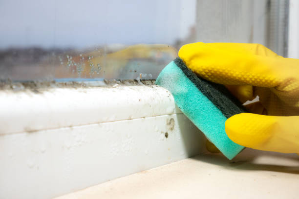 Office Mold Removal Services in Locust, NC