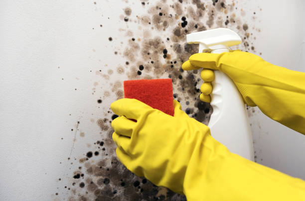 Best Mold Testing  in Locust, NC