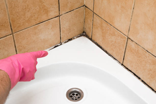Best Mold Testing  in Locust, NC
